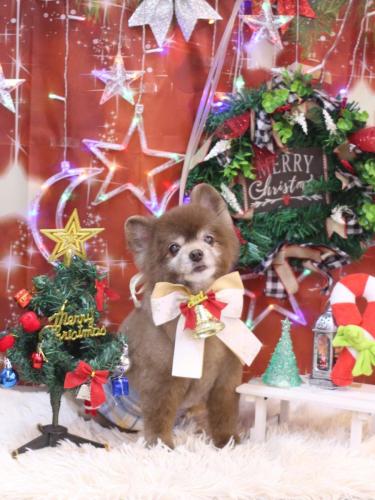 20231222クッキーくん